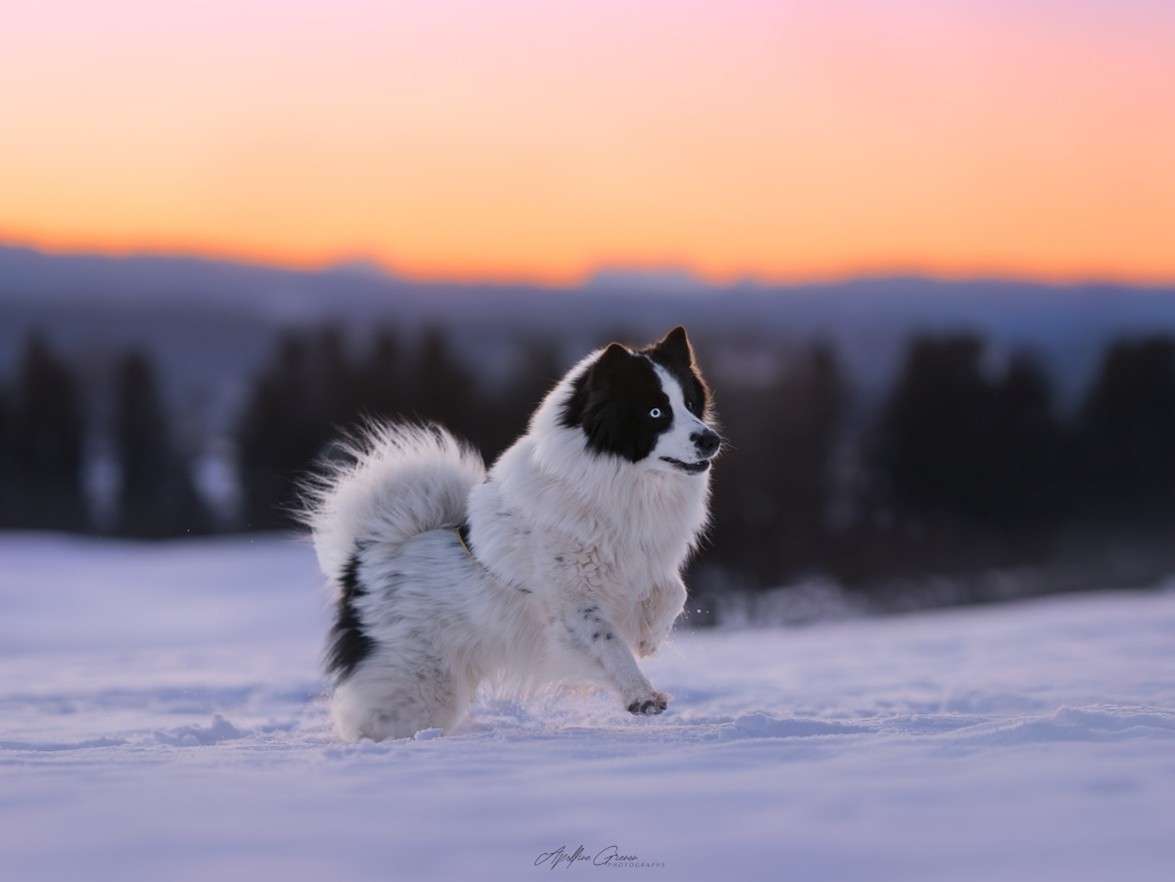 chien à la neige