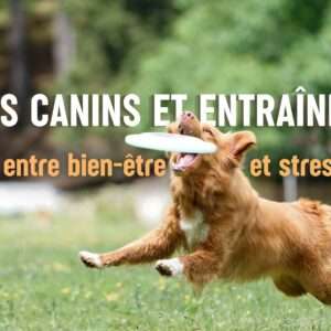 sports canins et entraînement