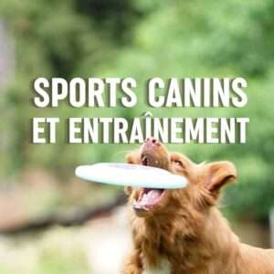 l'éducation du chien à travers l'histoire : Évolution des concepts et des outils (copie)