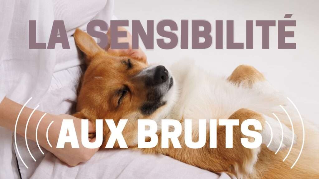 vignette sensibilite aux bruits