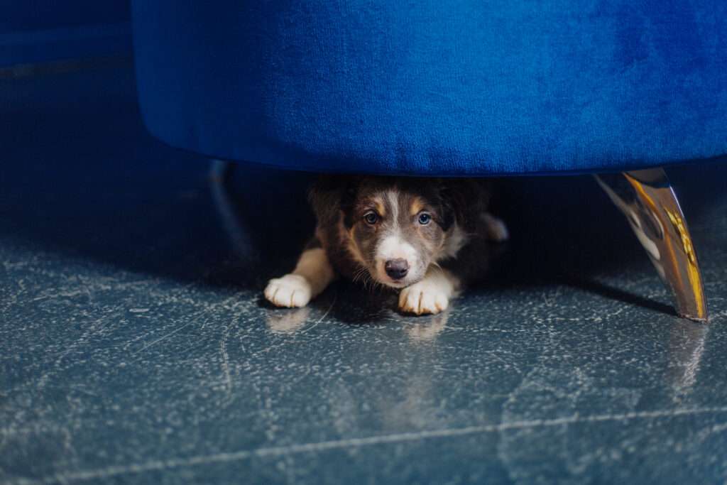 adorable border collie puppy relaxing at home