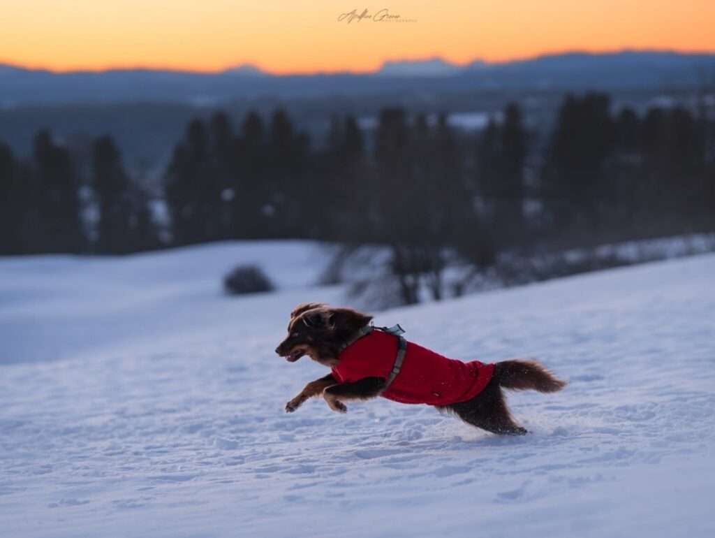 chien avec polaire dans la neige