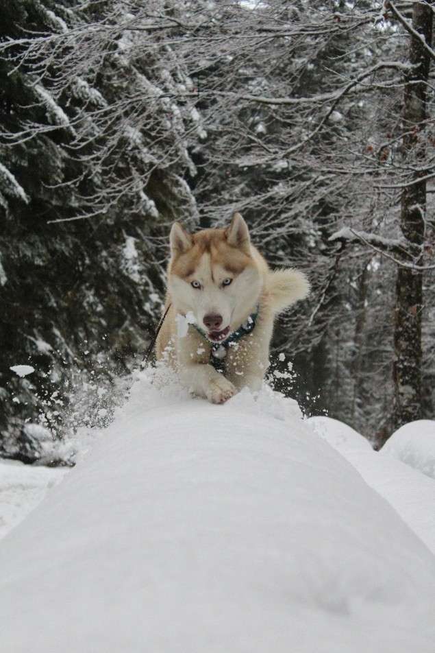 chien hauteur de neige