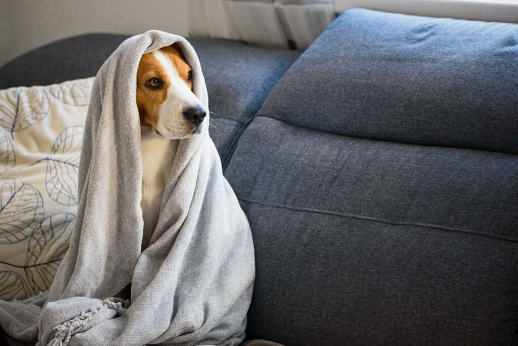 dog on a sofa under the blanket after bath drying fur.