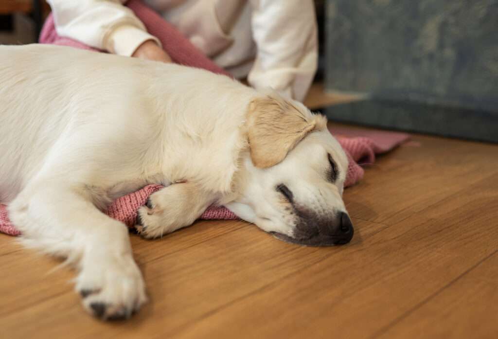 golden retriever dog on floor near fireplace