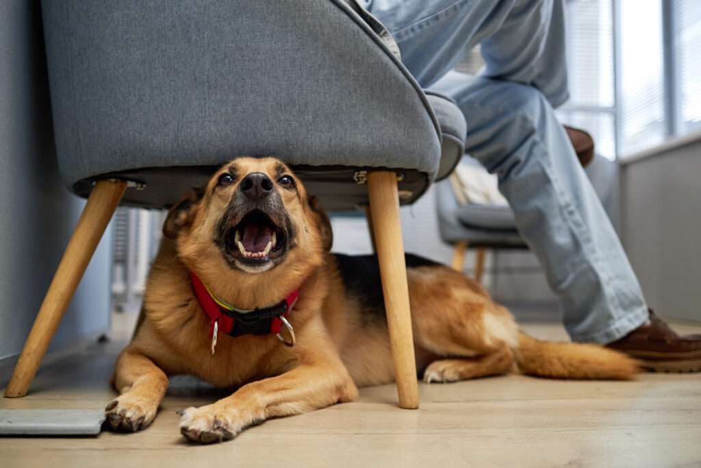 mixed breed dog lying under armchair waiting for appointment at veterinary clinic