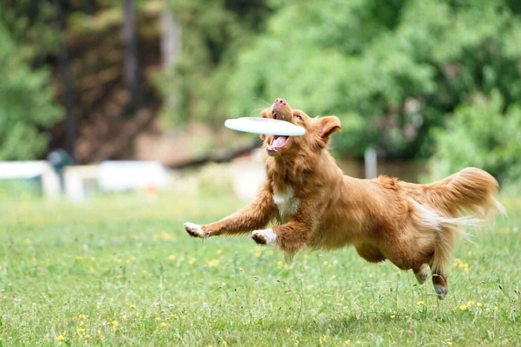 sports canins et entraînement : équilibre entre bien être et stress