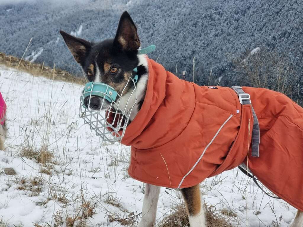 muselière : choix et secrets d’un apprentissage réussi pour votre chien