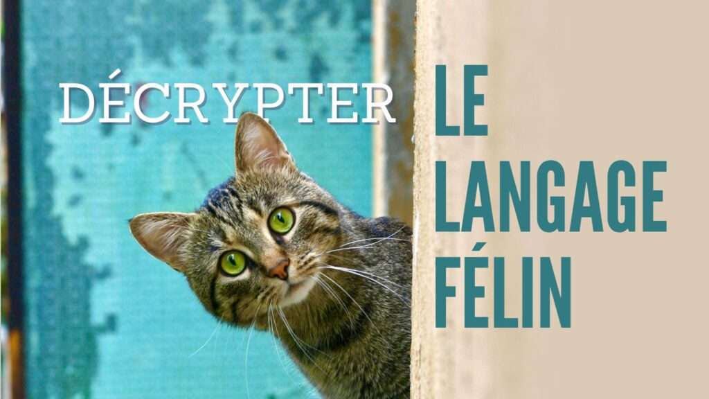 décrypter le langage félin