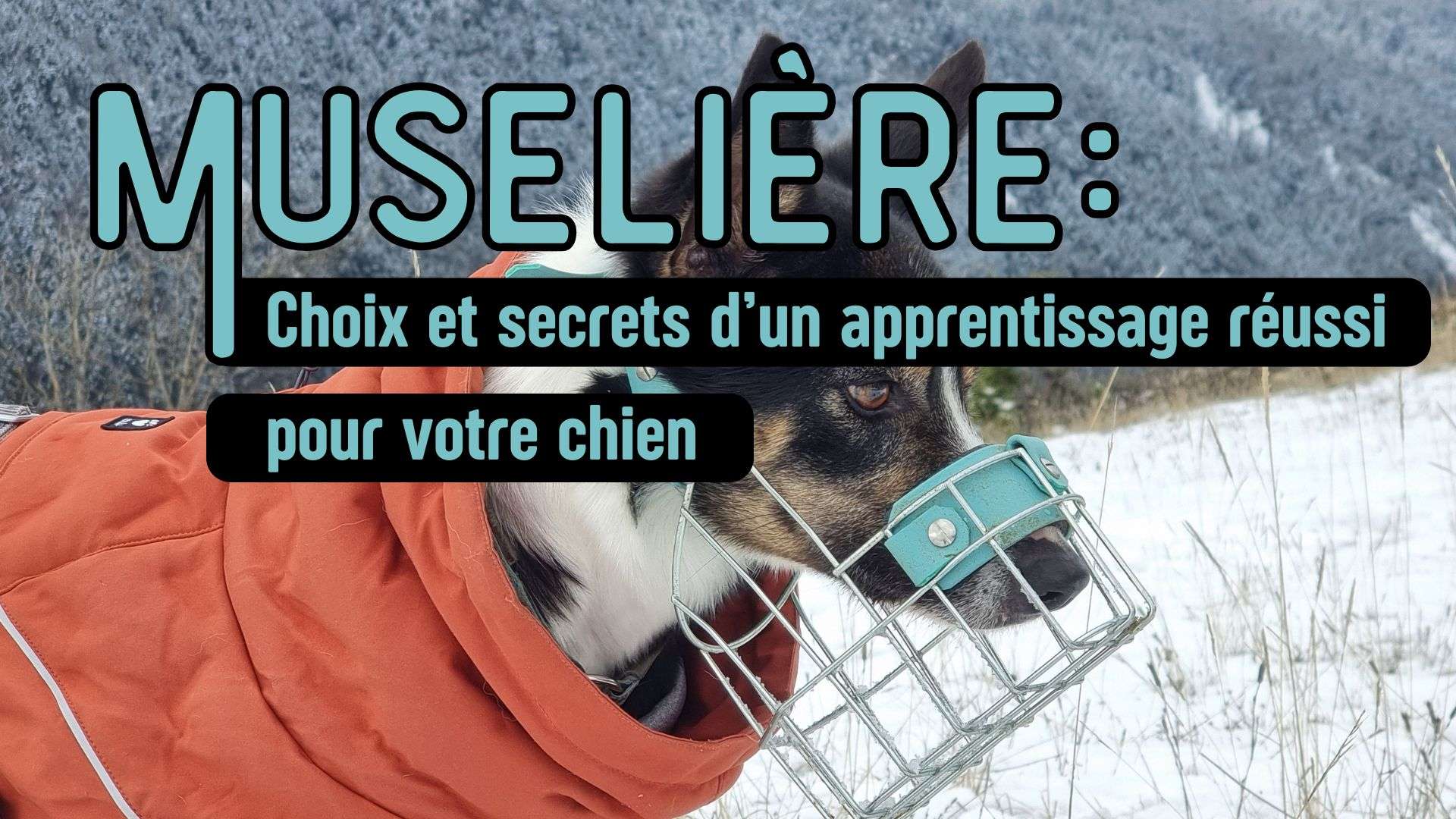 Muselière : Choix et secrets d’un apprentissage réussi pour votre chien