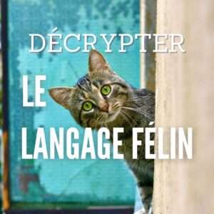 décrypter le langage félin