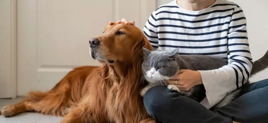 chien et chat avec humain