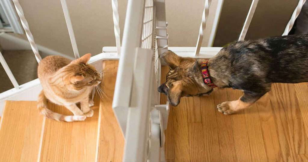 chien et chat barrière