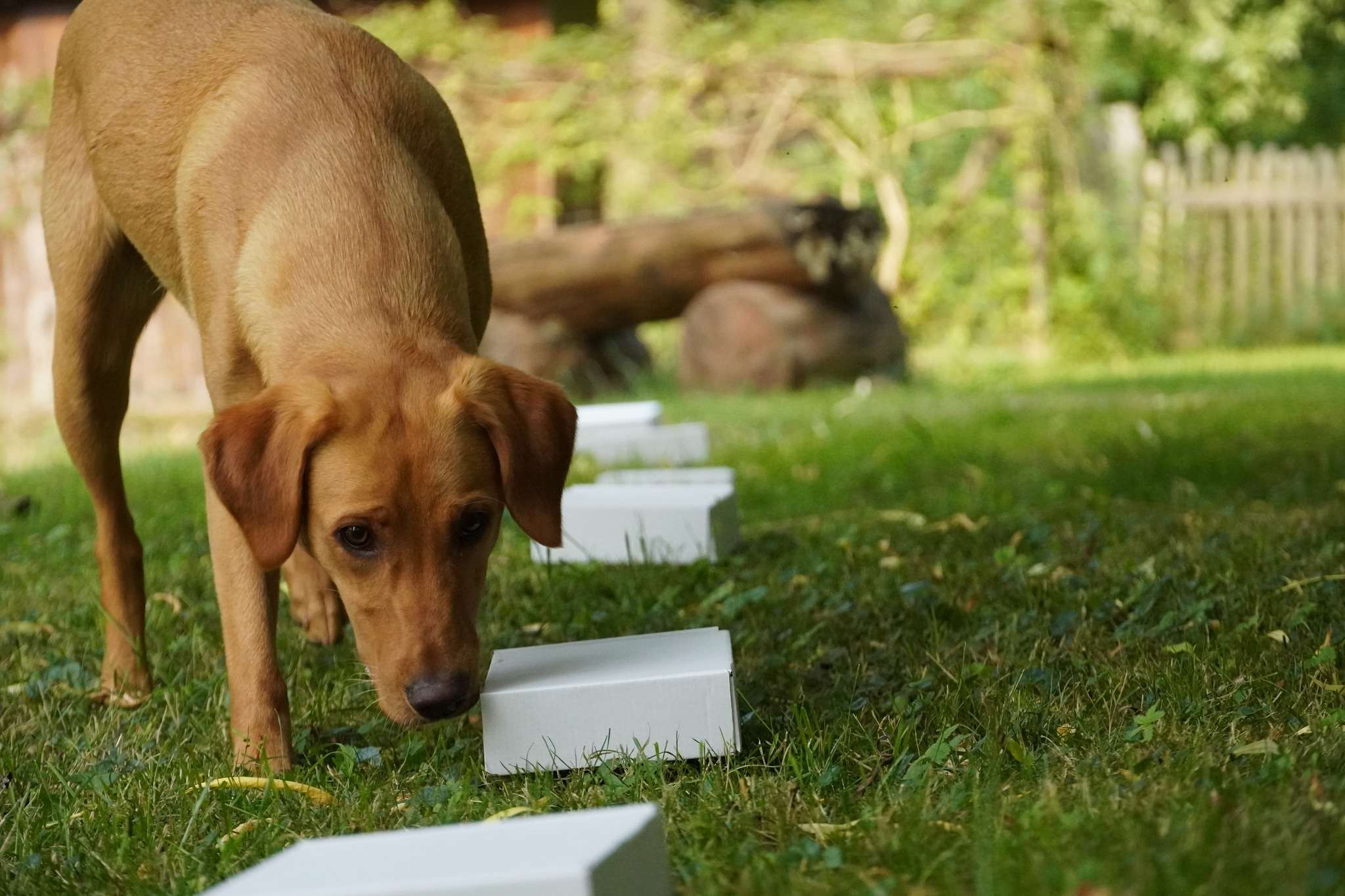 chien qui fait de la detection sportive