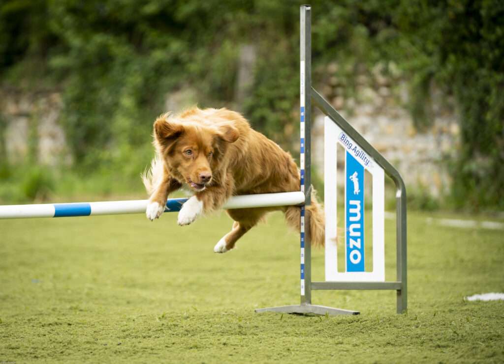 chien saute une haie d'agility