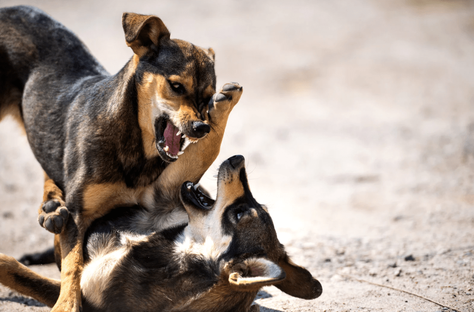 chiens agressifs