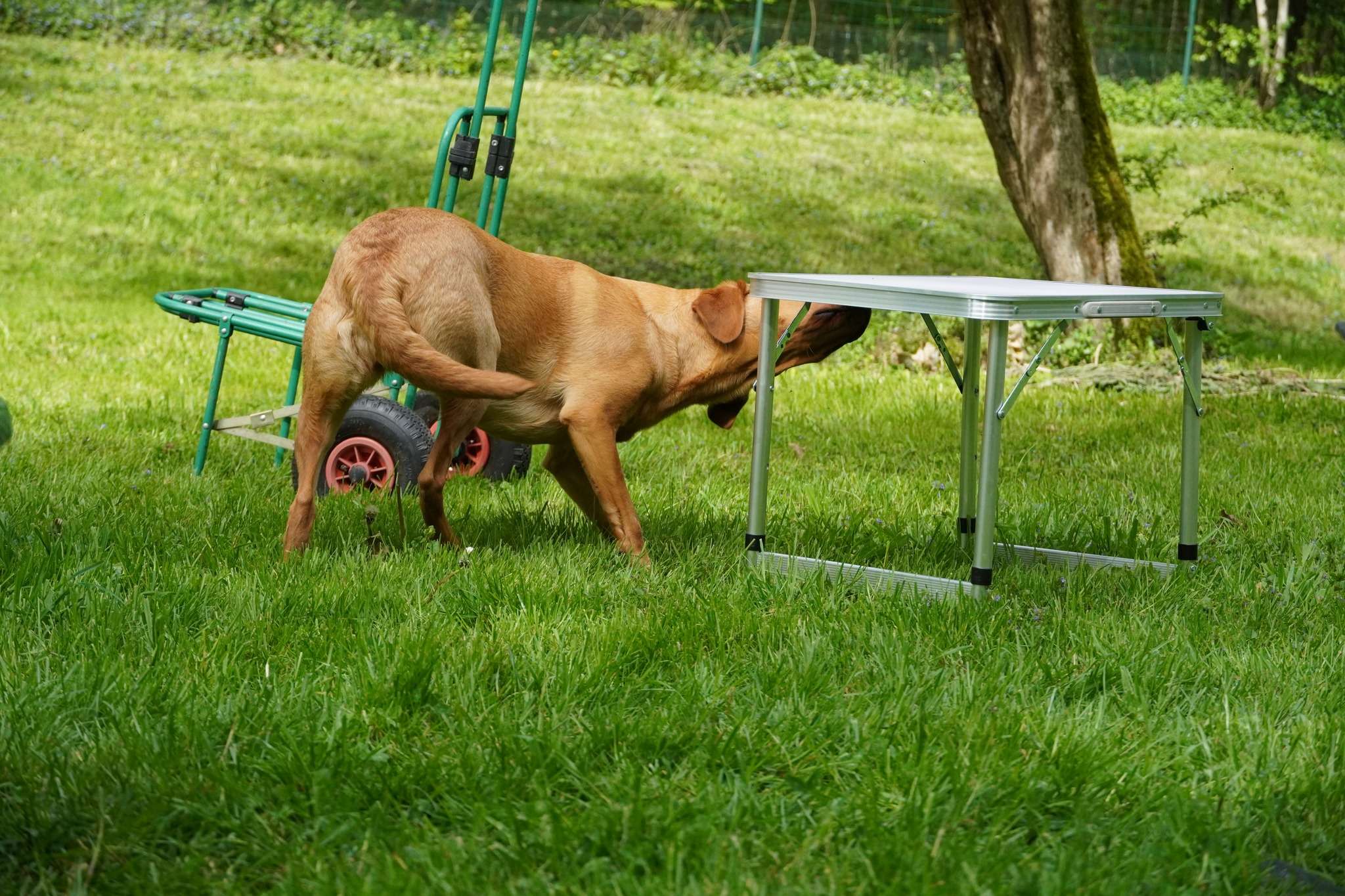 detection sportive chien