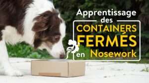 apprentissage containers nosework