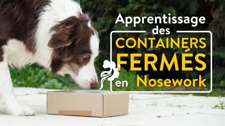 apprentissage containers nosework