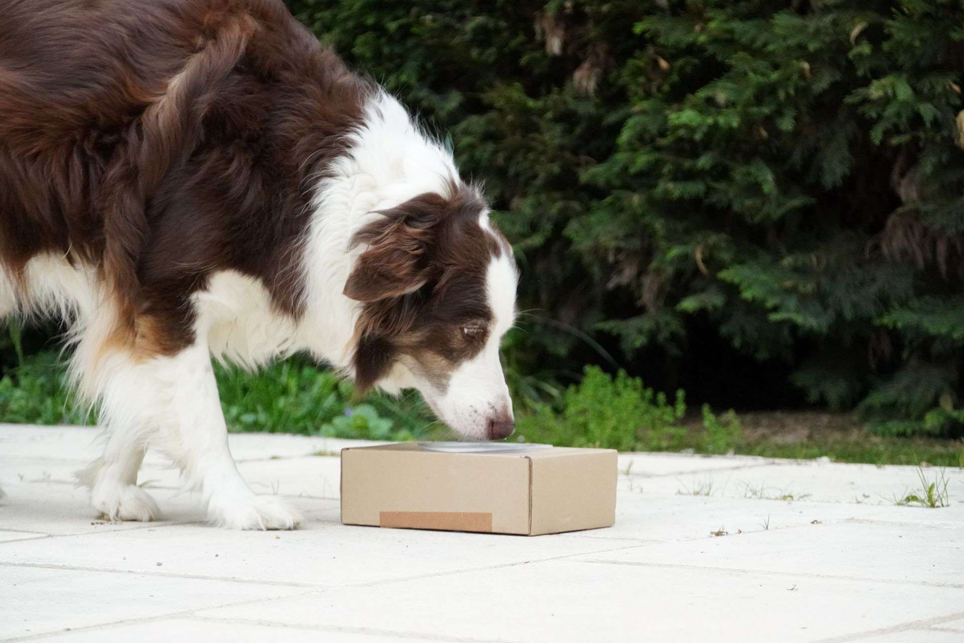 apprentissage des containers fermés en nosework