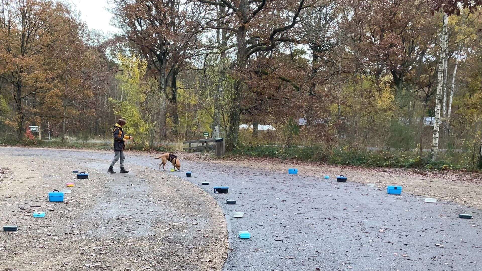 apprentissage des containers fermés en nosework