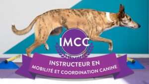vignette imcc