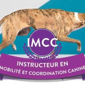 vignette imcc