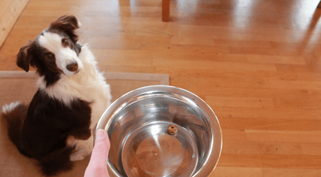 chien jeu de nourriture