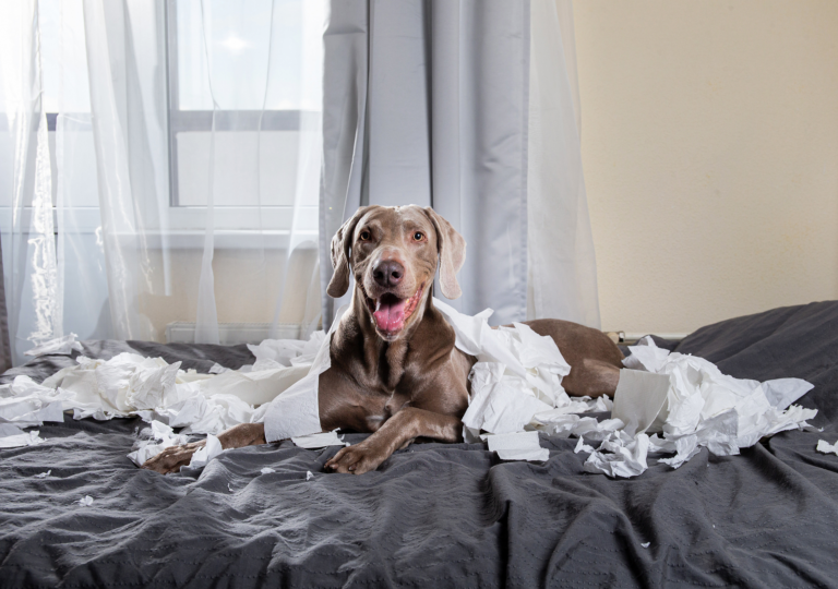 chien qui a mangé du papier toilette sur le lit