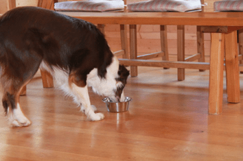 chien qui mange dans sa gamelle