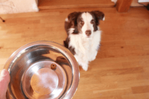 chien qui regarde sa gamelle de croquettes