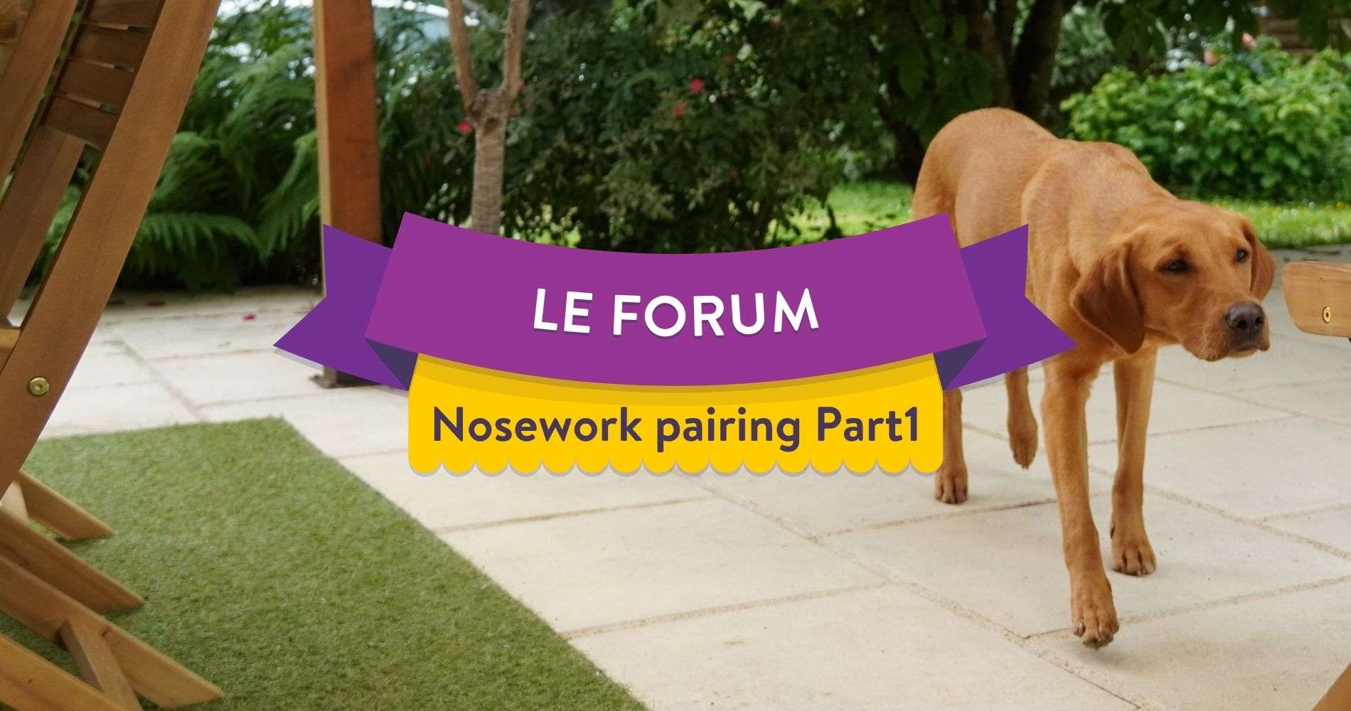 Nosework (pairing) Partie 1 – Participants actifs