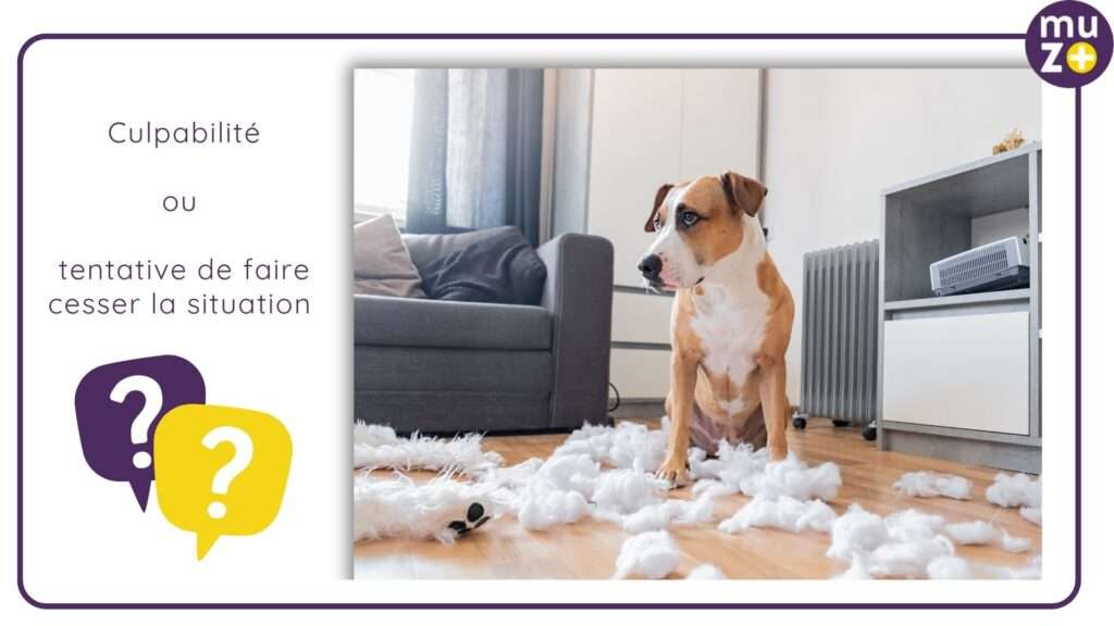un chien après avoir fait une bétise