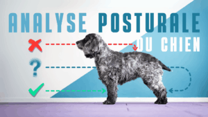vignette analyse posturale chien