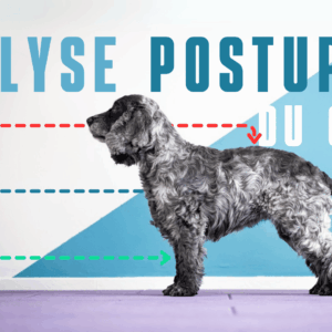 vignette analyse posturale chien