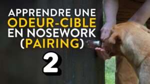 vignette odeur cible nosework part2
