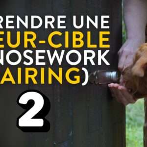 vignette odeur cible nosework part2
