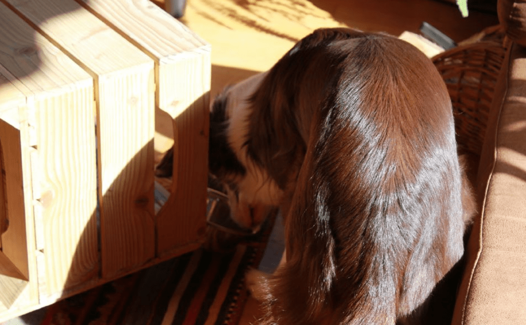 chien recherche nourriture