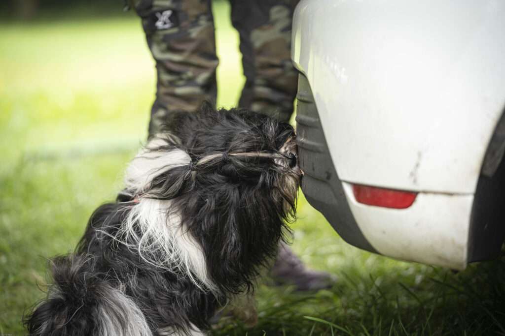 détection odeur chien hunting games