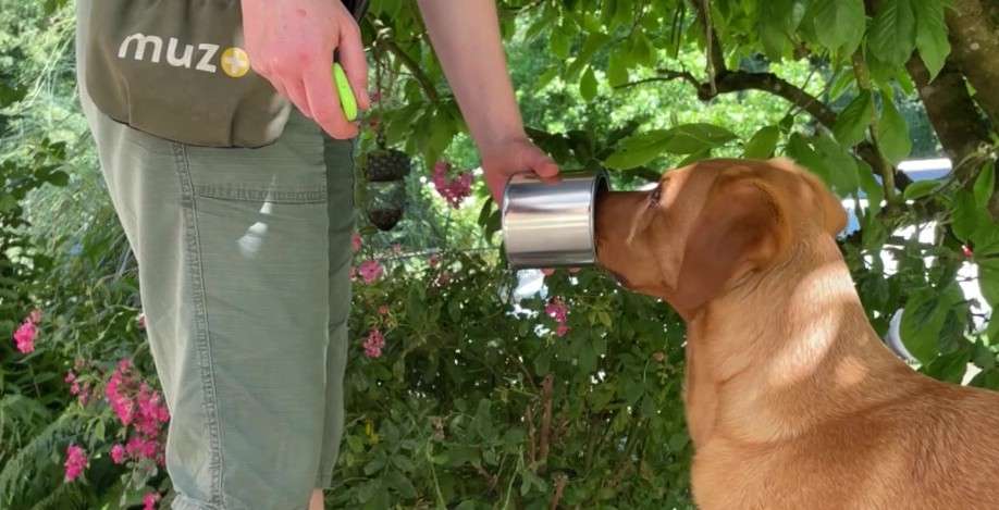 détection odeur chien nosework apprentissage opérant
