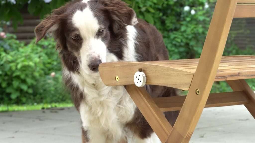 détection odeur chien nosework apprentissage pairing