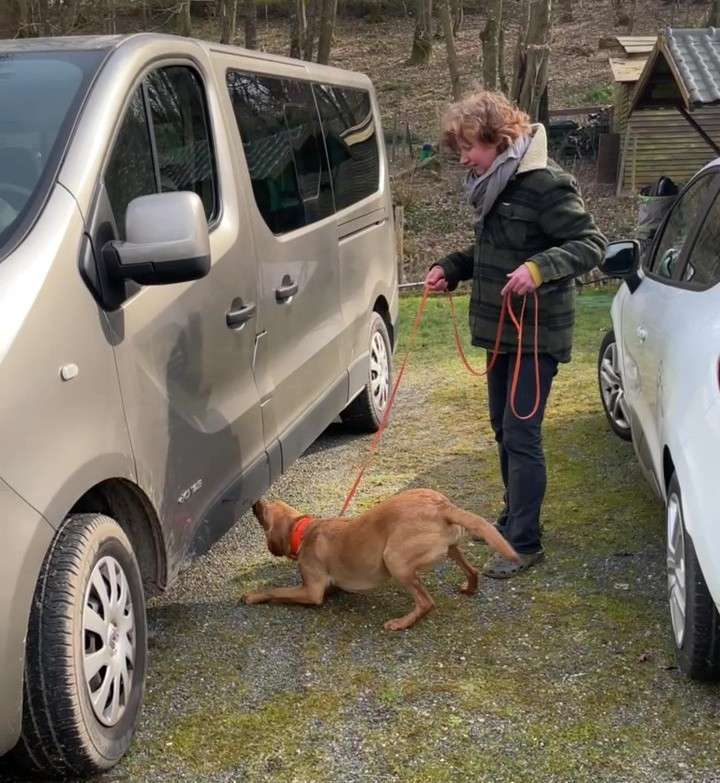détection odeur chien nosework recherche