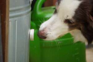 détection odeur chien nosework source