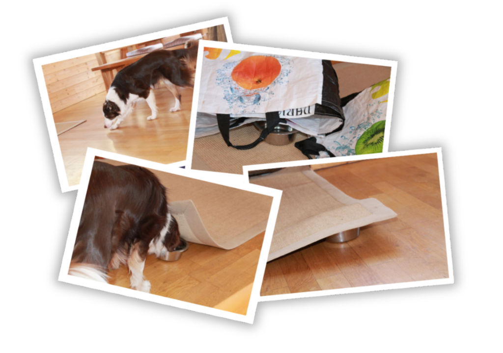 exemples de recherche de nourriture avec un chien