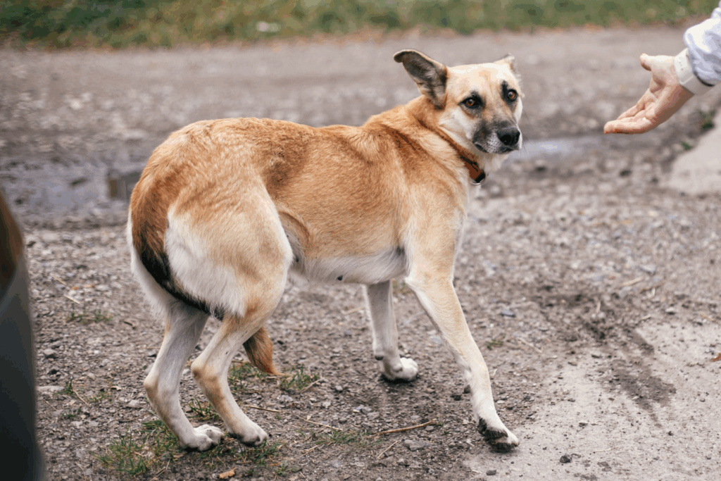 stress chez le chien : concepts, stresseurs et effets sur l’organisme