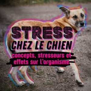 stress chez le chien