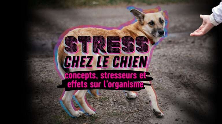 stress chez le chien
