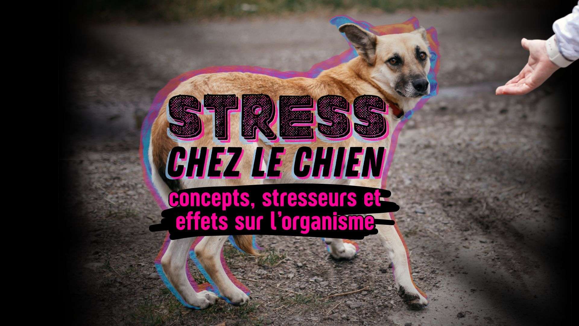 stress chez le chien