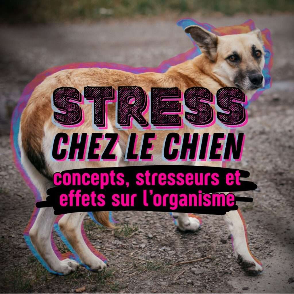 stress chez le chien : concepts, stresseurs et effets sur l’organisme