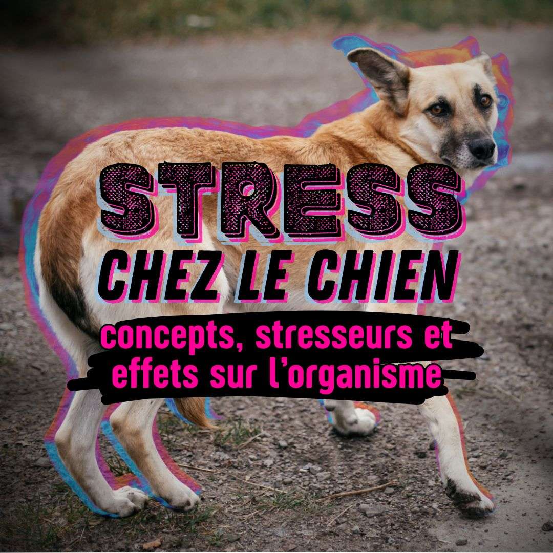 stress chez le chien : concepts, stresseurs et effets sur l’organisme